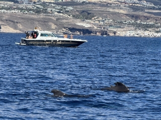 Walbeobachtung mit der Yacht + Snack in Puerto Colón 3 Stunden