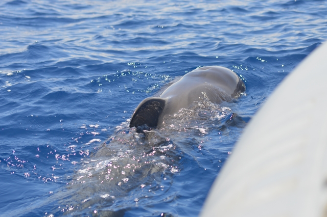 Ballenas y delfines