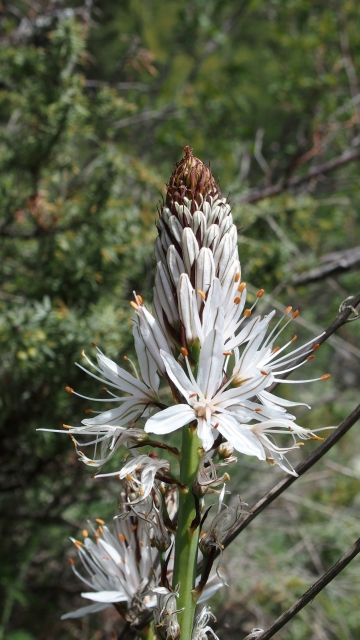Flora autoctona