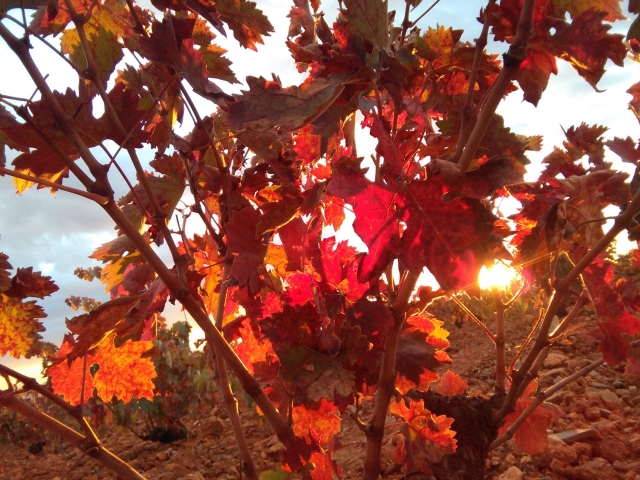  Vineyards at sunset