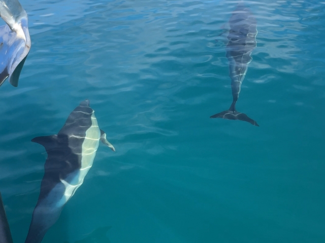  Dolphin Avenist