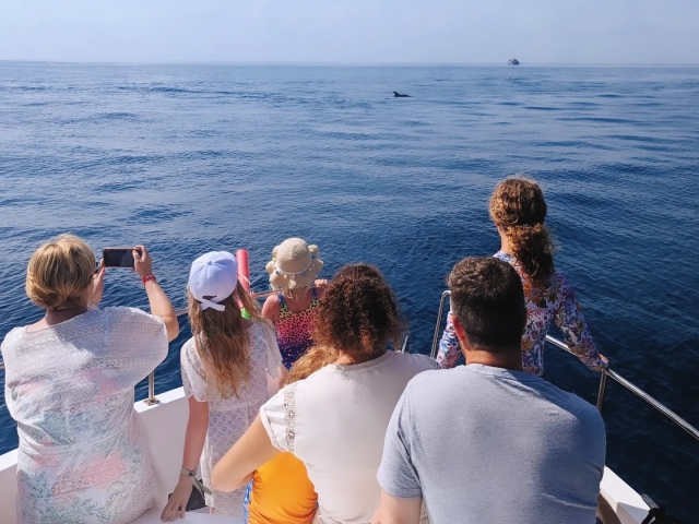  seeing dolphins 