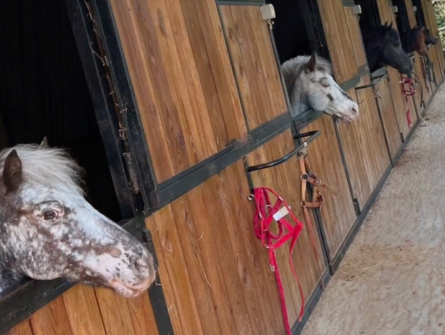  Nos chevaux 