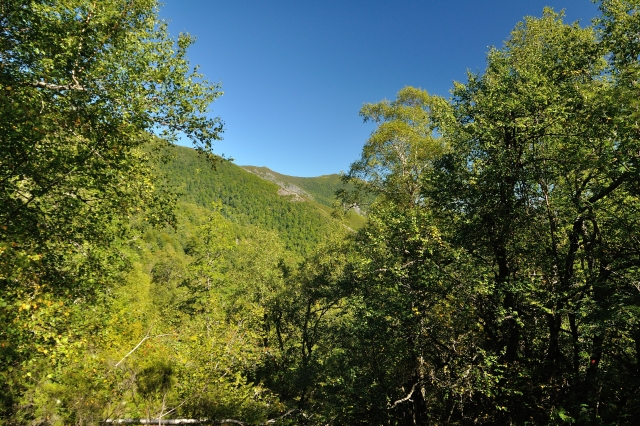 Bosques de munielles