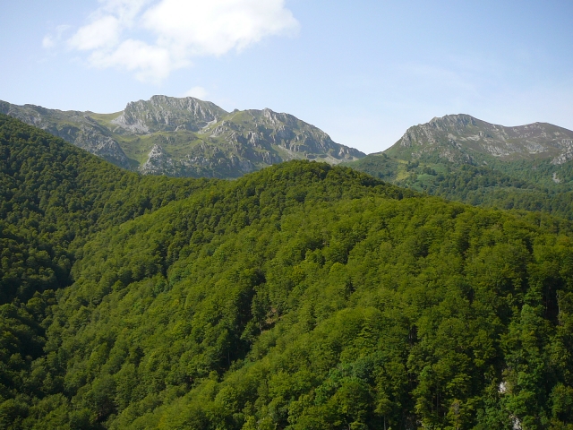 Bosques