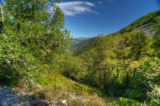 Disfruta del bosque