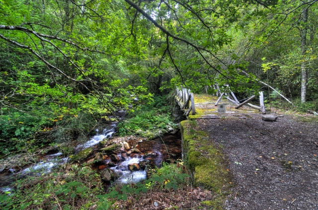 Puente en el bosque