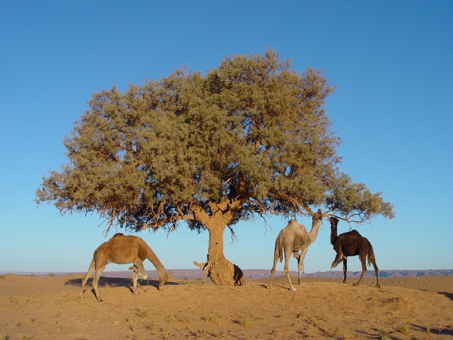  Camels in Morocco 
