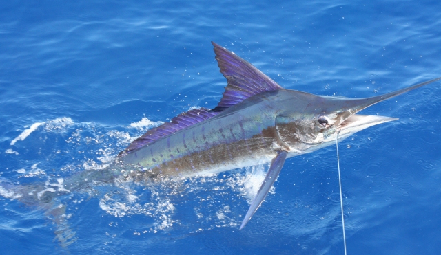  Marlin 
