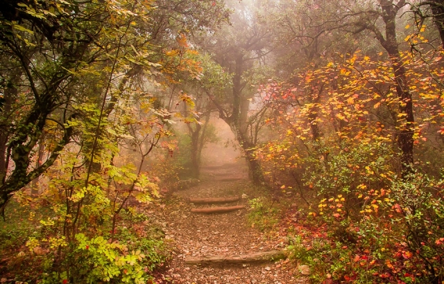 Bosque frondoso