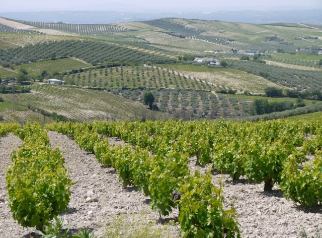  Vineyards 