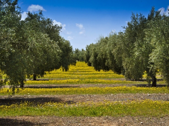 Tour guiado olivares de Jaén