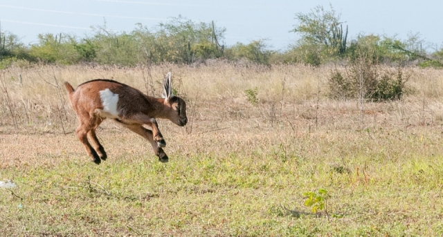  Goat jumping 