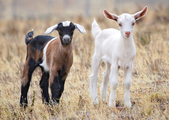  Goats