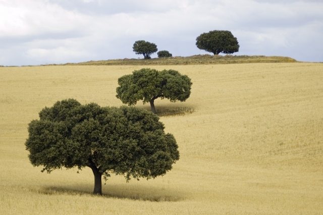 Paisaje manchego
