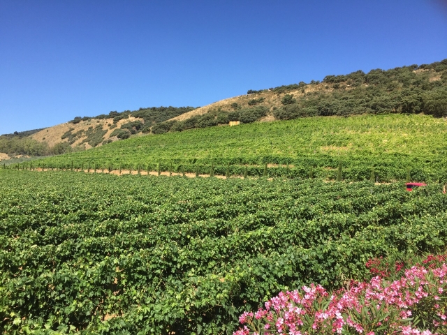  Nos vignobles 