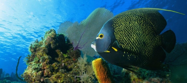 Pesce rosso