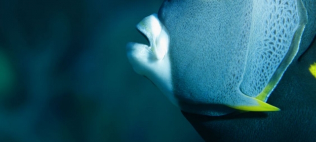  Specie marine 