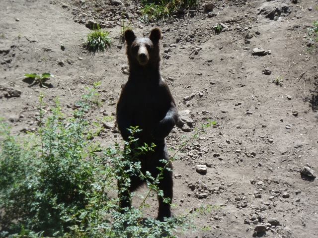 Oso sobre las patas traseras