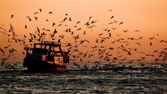 Belle photo avec un groupe d'oiseaux autour d'un bateau 