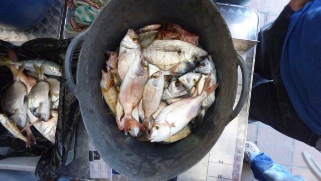 Pesée de poissons
