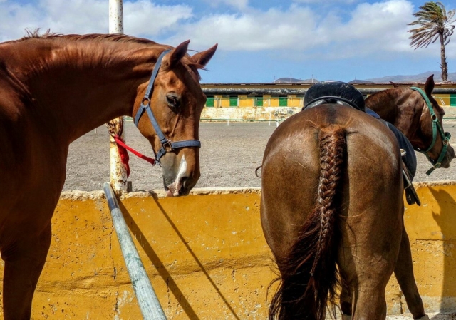 Caballo con la cola trenzada