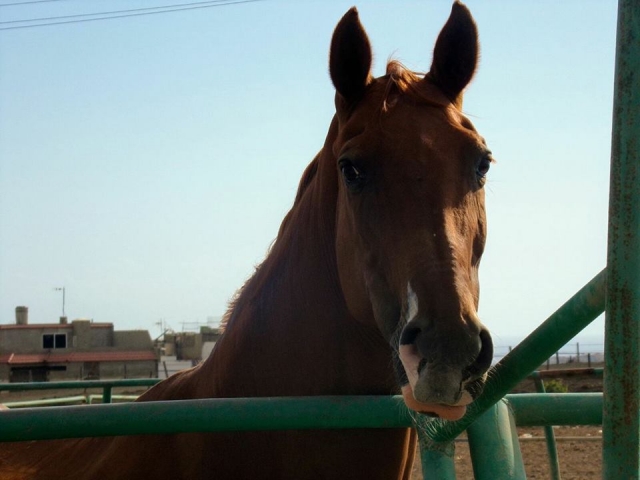 Uno de nuestros caballos