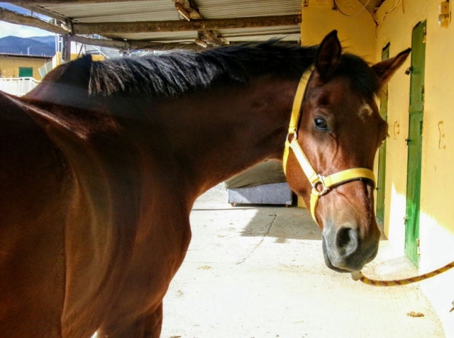 Caballo de nuestra escuela hipica