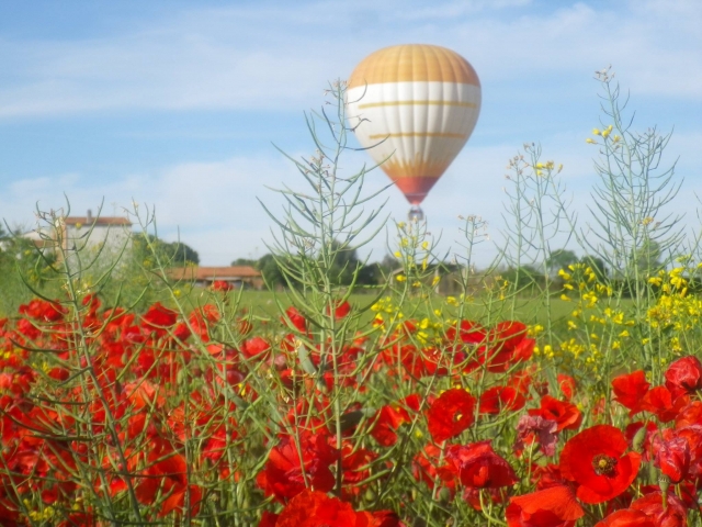 Coquelicots et le ballon 