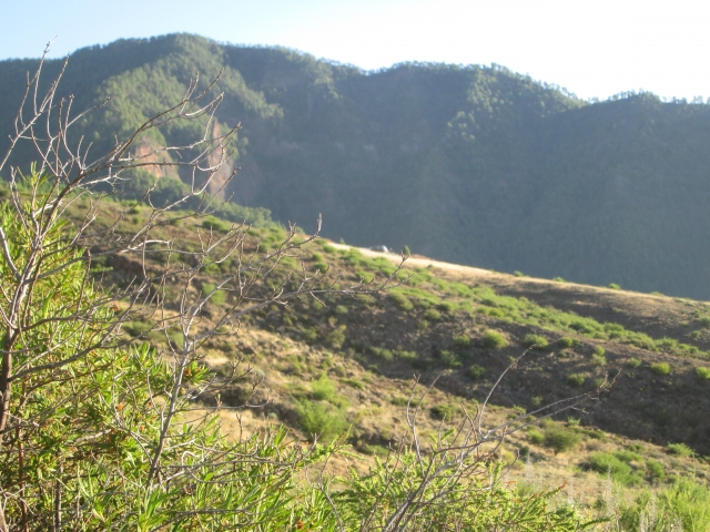 Chivisaya 