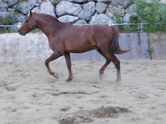 Uno de los caballos federados