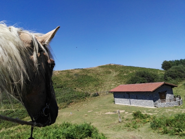 El caballo