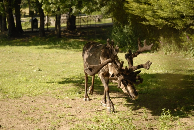 Algunos d elos animales