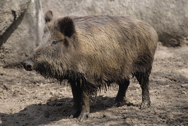Jabali