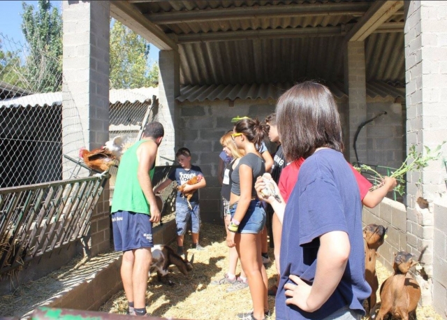  Course de chèvre et de poulet 