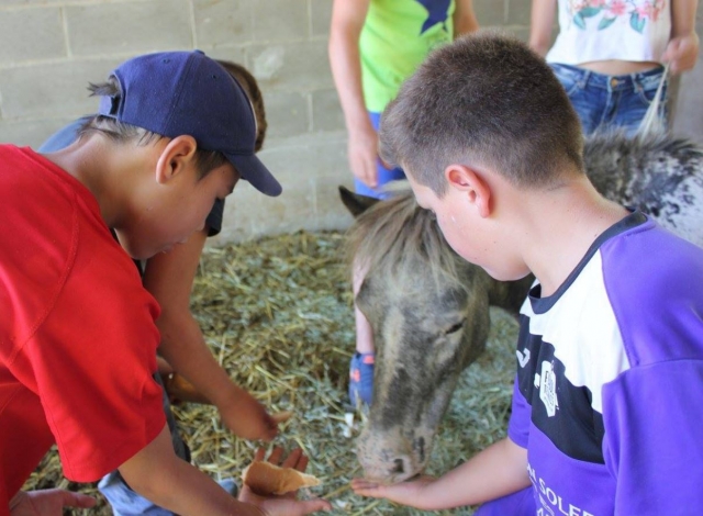  Feeding the ponies 