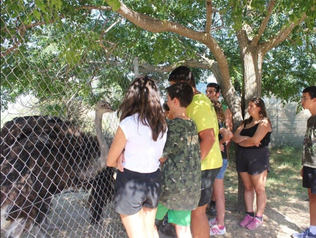  Meeting the ostriches at the center of Les Garrigues 