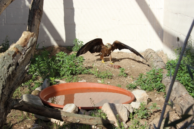  Birds of prey recovering in our center in Les Garrigues 