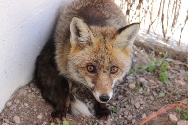  Fox in rehabilitation in Juneda 
