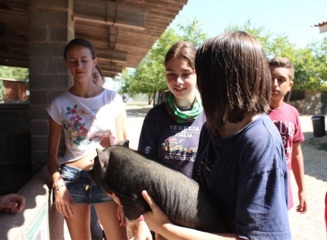  Empathizing with our colleague the pig in Les Garrigues
