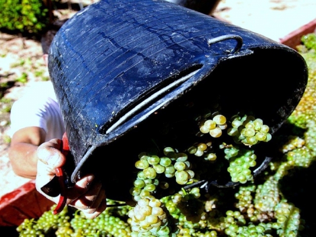 Recogida de uva