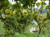 Harvest for a day in Jaén