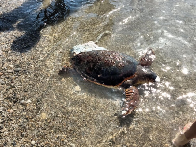 Tortuga a la orilla del mar