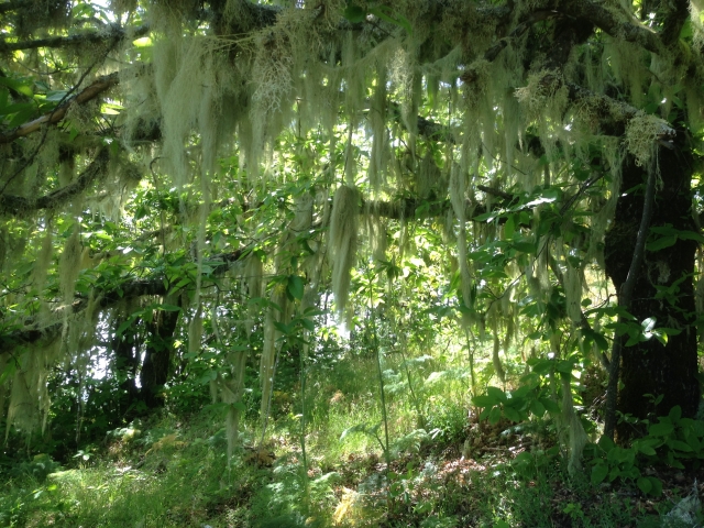 Belle forêt 