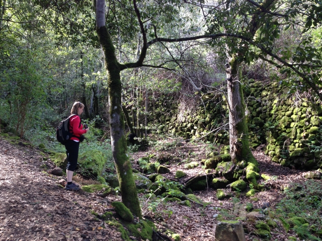  Forêt enchantée 
