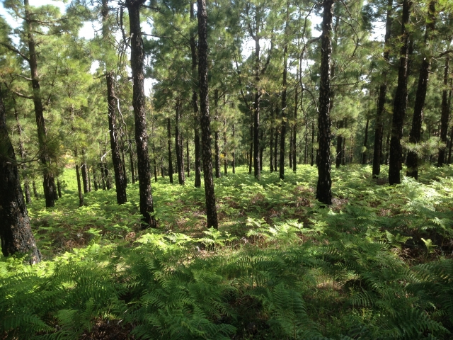  Vues sur la forêt 