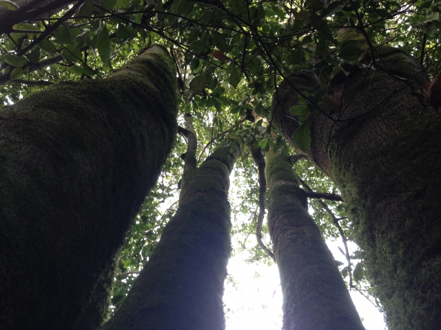  Beaux arbres 