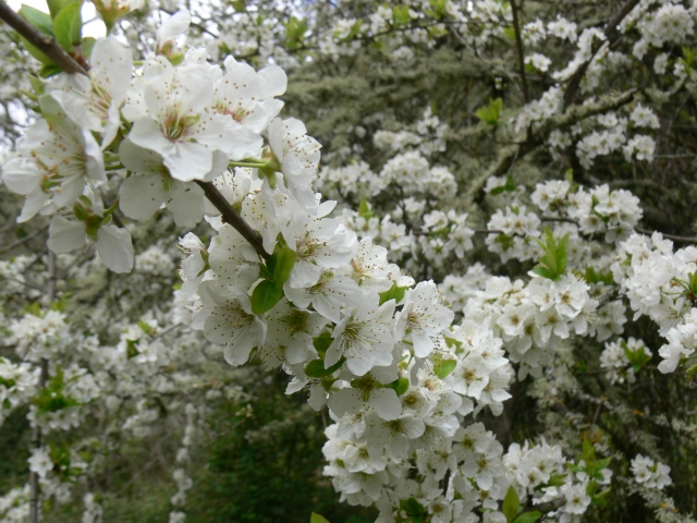  Belles fleurs 