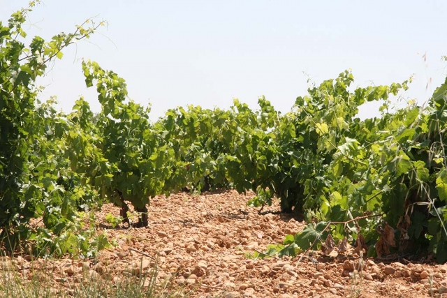  Enoturismo nella Sierra de Ronda 