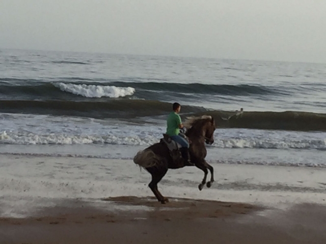 Passeggiata a cavallo sulla spiaggia in inverno 